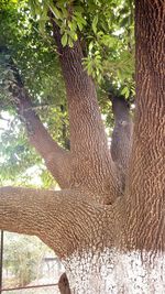 Trees seen through branches of palm tree