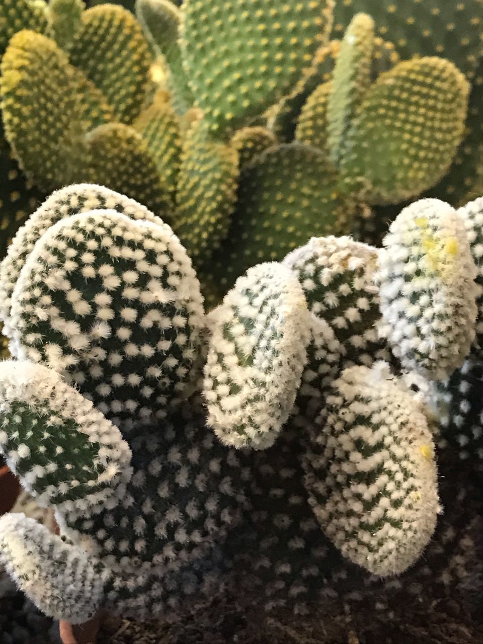 CLOSE-UP OF SUCCULENT PLANTS