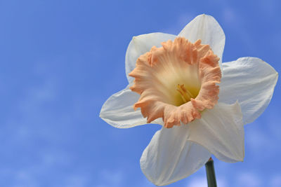 Close-up of white flower