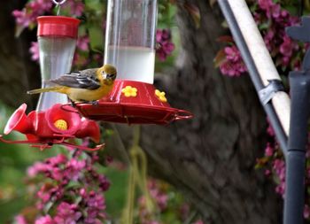 Close-up of bird on red flower