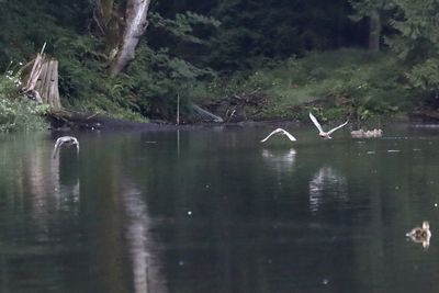 Birds flying over lake