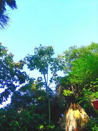 Low angle view of trees against blue sky