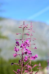 Close-up of pink flowering plant against sky