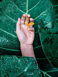 High angle view of hand holding leaf floating on water