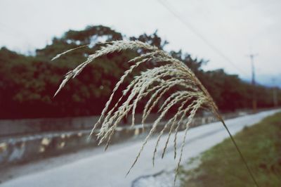 Close-up of frozen plant on field against sky