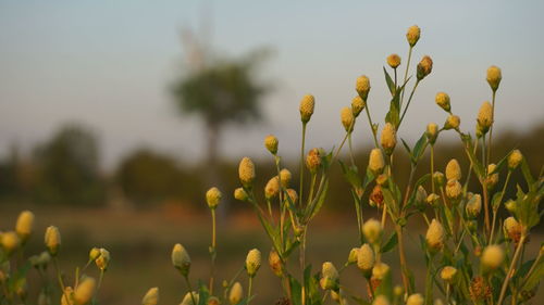 Close-up of yellow flowering plants on field