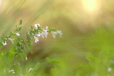Close-up of flowering plant