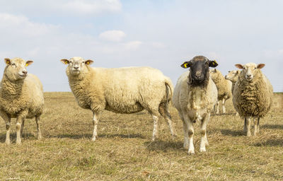 Flock of sheep on field