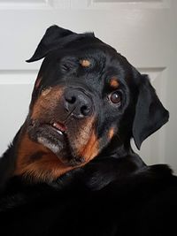 Close-up portrait of black dog