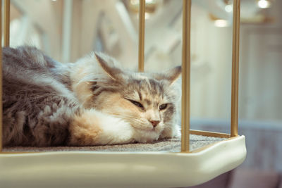 Close-up of cat sleeping