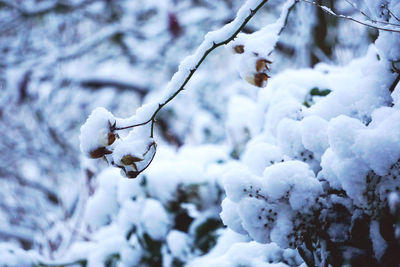 Close-up of frozen tree branch during winter