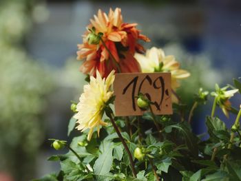 Close-up of flowers at store for sale