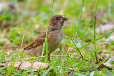 Close-up of bird perching on field