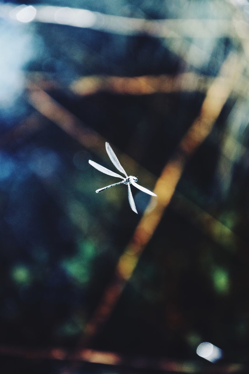 HIGH ANGLE VIEW OF HELICOPTER FLYING OVER FIELD