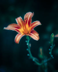 Close-up of orange lily