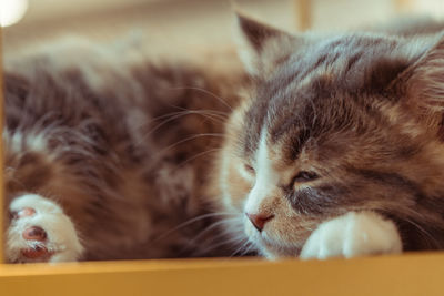 Close-up of cat resting