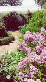 Pink flowers blooming in park