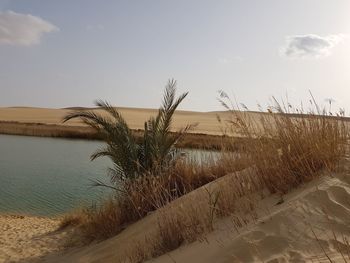 Plants growing on sand at beach against sky