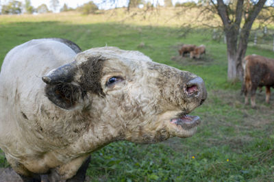 A light brown bull with horns in a free field.