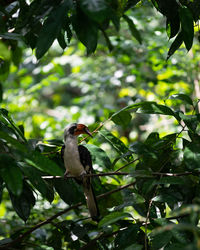 Bird perching on a tree