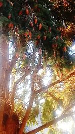 Low angle view of sunlight streaming through tree