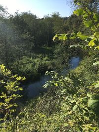 Scenic view of lake in forest