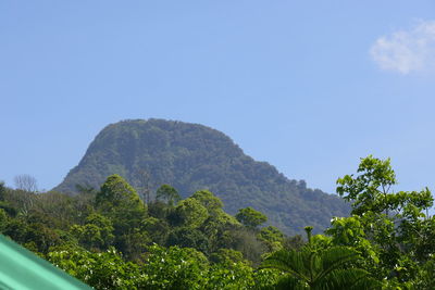 Low angle view of trees and mountain against sky