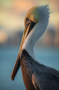 Side view of pelican perching outdoors during sunset