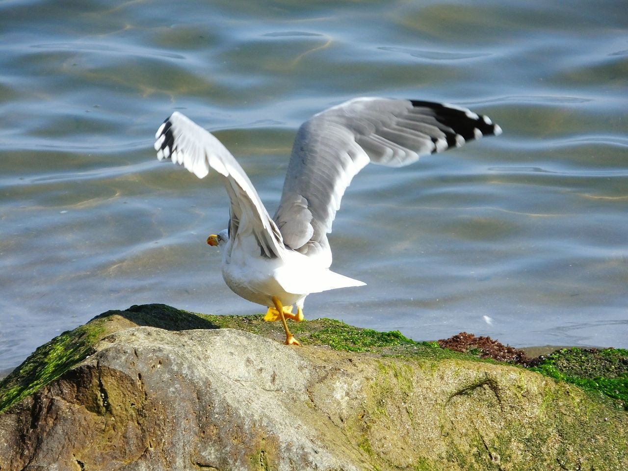 bird, animal themes, animals in the wild, wildlife, spread wings, seagull, water, flying, one animal, nature, full length, two animals, day, outdoors, side view, no people, beauty in nature, vertebrate, sea, zoology