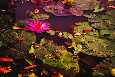 High angle view of flowering plant leaves floating on water