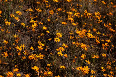 Full frame shot of yellow flowering plants on field