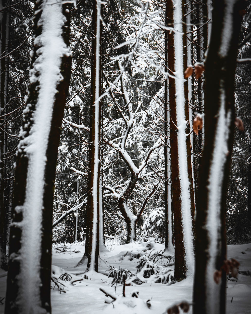 TREES ON SNOW COVERED FIELD