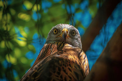 Close-up of bird