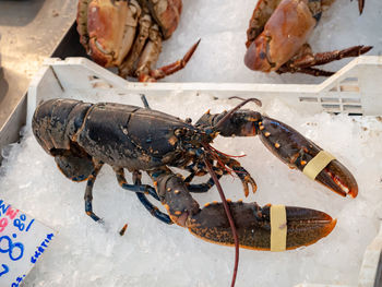 Lobster on a fish market