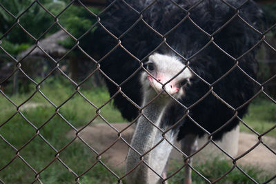 View of a monkey on chainlink fence at zoo