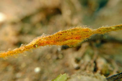 Close-up of yellow leaf on plant