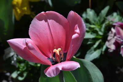 Close-up of pink flower