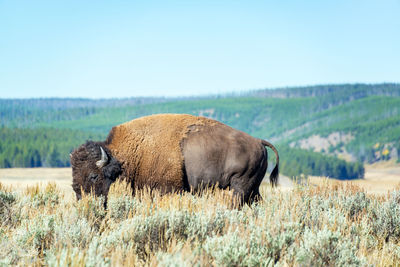 Bison grazing on field against sky