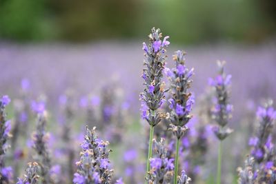 Close-up of lavender flowers blooming on field