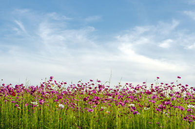 Cosmos flower plants growing on field against sky