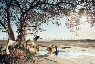 Plastic bags on branches at beach during sunny day