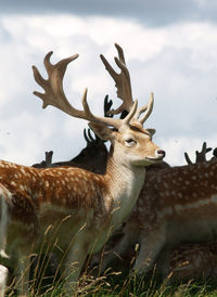 Fallow deer in a field