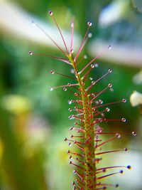 Close-up of insect on plant