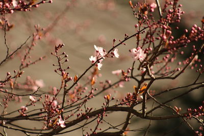 Close-up of flower tree against sky