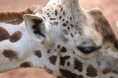 Close-up of giraffe