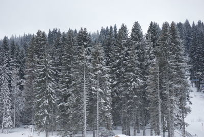 Snow covered pine trees in forest against sky