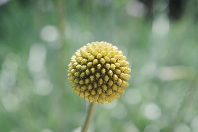 Close-up of yellow flower against blurred background