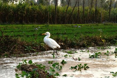 Bird perching on a lake