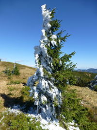 Low angle view of tree against clear blue sky