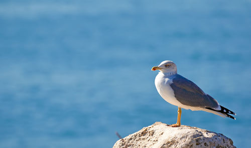 Side view of seagull perching on rock